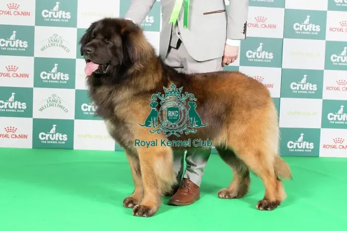Framed Print : Crufts 2024 Best of Breed Stacked Leonberger 10670 - Ch Corleone Navigator at Kalizmar (Imp Can) (Mr L & Miss K Studholme & Rushby) Framed Print : Crufts 2024 Best of Breed Stacked Leonberger 10670 - Ch Corleone Navigator at Kalizmar (Imp Can) (Mr L & Miss K Studholme & Rushby)