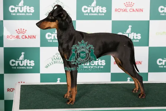 Framed Print : Crufts 2024 Best of Breed Stacked Manchester Terrier 15245 - Erkenwyne Firefly (Mrs J Jones) Framed Print : Crufts 2024 Best of Breed Stacked Manchester Terrier 15245 - Erkenwyne Firefly (Mrs J Jones)