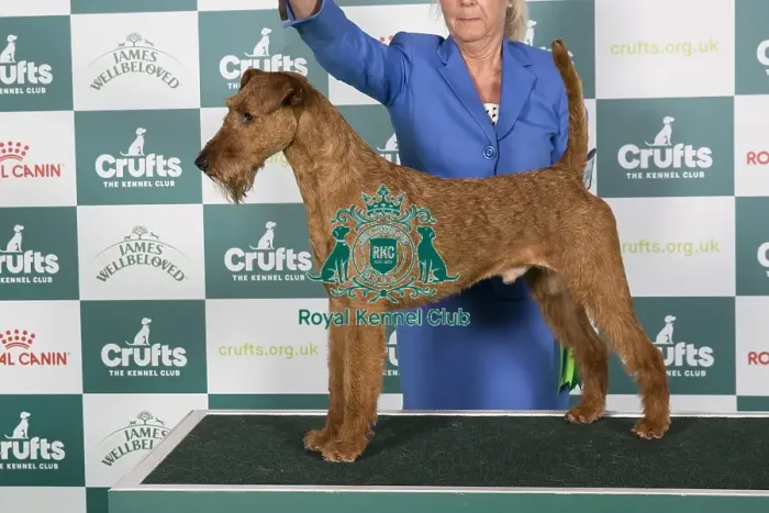 Framed Print : Crufts 2024 Best of Breed Stacked Multi Ch / nordic Ch Smox His Majesty Ww'23 Sew'23 Fiw'23 Owner: Mrs E G Skalberg Framed Print : Crufts 2024 Best of Breed Stacked Multi Ch / nordic Ch Smox His Majesty Ww'23 Sew'23 Fiw'23 Owner: Mrs E G Skalberg