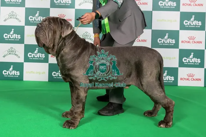 Framed Print : Crufts 2024 Best of Breed Stacked Neapolitan Mastiff 10755 - Swiss / esp Ch Tommaso Goffredo's Taro Ww (Mr M Mafi) Framed Print : Crufts 2024 Best of Breed Stacked Neapolitan Mastiff 10755 - Swiss / esp Ch Tommaso Goffredo's Taro Ww (Mr M Mafi)