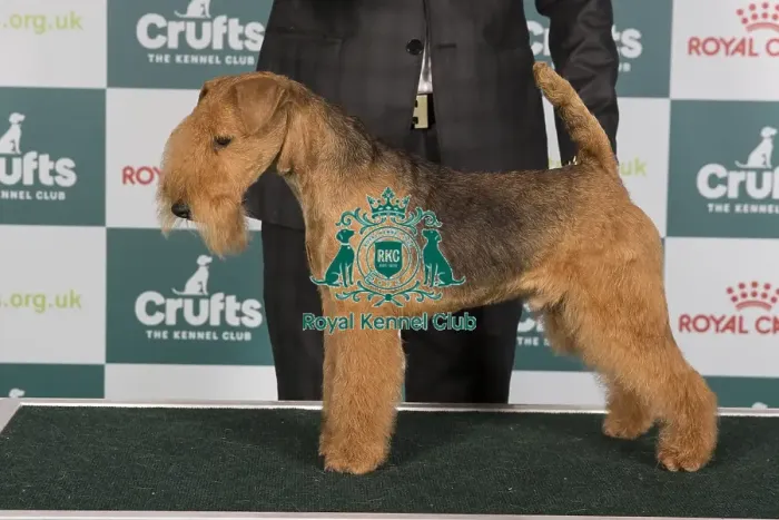 Framed Print : Crufts 2024 Best of Breed Stacked Nordlicht von Den Schonen Bergen Owner: Mr F W Schoneberg Framed Print : Crufts 2024 Best of Breed Stacked Nordlicht von Den Schonen Bergen Owner: Mr F W Schoneberg