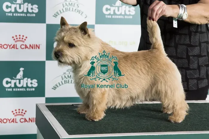 Framed Print : Crufts 2024 Best of Breed Stacked Norwich Terrier 15345 - Ch Ragus Punch Bowl (Mrs L & Mrs Y Crawley & Baldwin) Framed Print : Crufts 2024 Best of Breed Stacked Norwich Terrier 15345 - Ch Ragus Punch Bowl (Mrs L & Mrs Y Crawley & Baldwin)