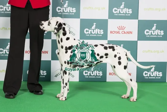 Framed Print : Crufts 2024 - Best of Breed Stacked Offordale Santtini Owner: Mrs J E Alexander Framed Print : Crufts 2024 - Best of Breed Stacked Offordale Santtini Owner: Mrs J E Alexander