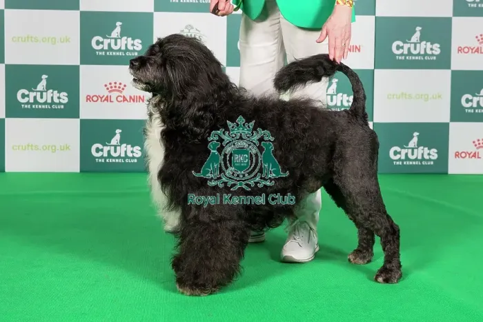 Framed Print : Crufts 2024 Best of Breed Stacked Portuguese Water Dog 10979 - Ch Belleville Anjo Negro (Mrs C & Mr E Thompson-Morgan & Morgan) Framed Print : Crufts 2024 Best of Breed Stacked Portuguese Water Dog 10979 - Ch Belleville Anjo Negro (Mrs C & Mr E Thompson-Morgan & Morgan)