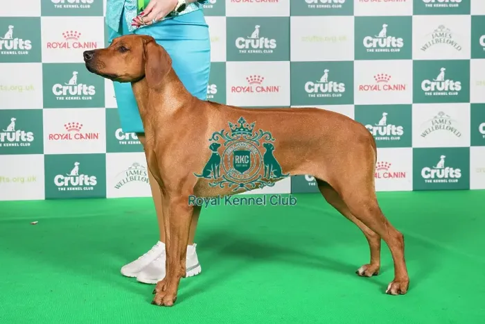 Framed Print : Crufts 2024 Best of Breed Stacked Rhodesian Ridgeback Sk / hun Gch / sk / hun / slo Ch Just Like A Dream of Luanda Ejw Owner: Mrs M Krchňava Framed Print : Crufts 2024 Best of Breed Stacked Rhodesian Ridgeback Sk / hun Gch / sk / hun / slo Ch Just Like A Dream of Luanda Ejw Owner: Mrs M Krchňava