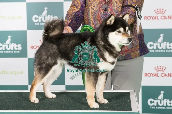 Framed Print : Crufts 2024 - Best of Breed Stacked Rina Wakimi del Cazadora Blanca at Trixwood (Imp Nld) Owner: Mrs C A Best-Rawlings Framed Print : Crufts 2024 - Best of Breed Stacked Rina Wakimi del Cazadora Blanca at Trixwood (Imp Nld) Owner: Mrs C A Best-Rawlings