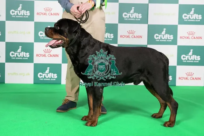 Framed Print : Crufts 2024 Best of Breed Stacked Rottweiler 11050 - Fr Ch / sw Ch / lu Ch / int Ch Nemo von Der Wharen Kraft Fr (Mrs V Piedbois)