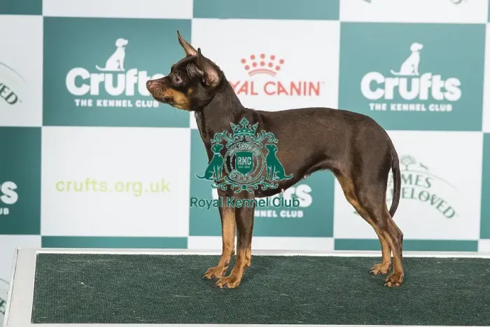 Framed Print : Crufts 2024 Best of Breed stacked Russian Toy (smooth) By / lt Ch Ollarena Queena Owner: Mrs I Holyland Framed Print : Crufts 2024 Best of Breed stacked Russian Toy (smooth) By / lt Ch Ollarena Queena Owner: Mrs I Holyland