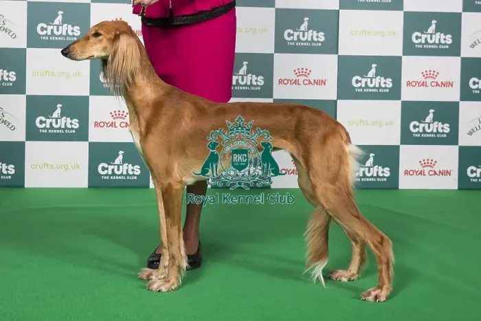 Framed Print : Crufts 2024 Best of Breed Stacked Saluki 18647 - Ravensett Mehrasa (Mr G & Mrss Littlechild) Framed Print : Crufts 2024 Best of Breed Stacked Saluki 18647 - Ravensett Mehrasa (Mr G & Mrss Littlechild)