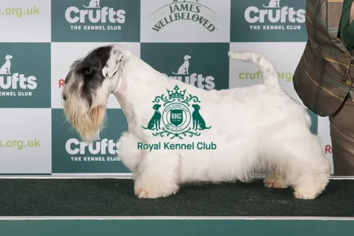 Framed Print : Crufts 2024 Best of Breed Stacked Sealyham Terrier 15643 - Multi Ch Forlegd Onward Tai Lung Jww-21 Jew-21 Jch (Miss W Winowicz) Framed Print : Crufts 2024 Best of Breed Stacked Sealyham Terrier 15643 - Multi Ch Forlegd Onward Tai Lung Jww-21 Jew-21 Jch (Miss W Winowicz)