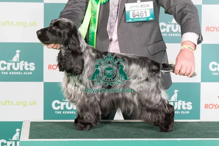 Framed Print : Crufts 2024 Best of Breed Stacked Sh Ch Adriana Sunforest Soul with Manchela (Imp Ukr) JW Owners: Mr M J & Mr M F Masters & Dott Framed Print : Crufts 2024 Best of Breed Stacked Sh Ch Adriana Sunforest Soul with Manchela (Imp Ukr) JW Owners: Mr M J & Mr M F Masters & Dott