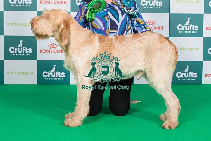 Framed Print : Crufts 2024 Best of Breed Stacked Sh Ch Affilato You Can Bank On It Owners: Ms J & Mr L & Mrs C Clark & Sharp & Sharp Framed Print : Crufts 2024 Best of Breed Stacked Sh Ch Affilato You Can Bank On It Owners: Ms J & Mr L & Mrs C Clark & Sharp & Sharp