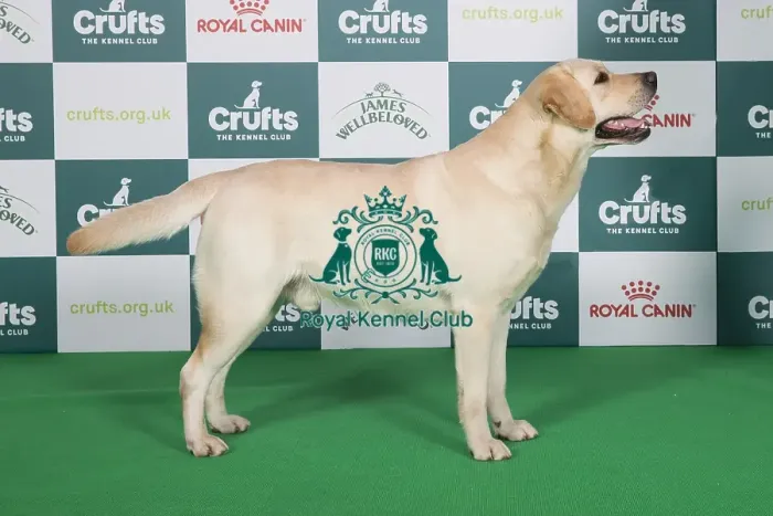 Framed Print : Crufts 2024 Best of Breed Stacked Sh Ch Cremino Calabrese Owners: Mrs J & Mr G Johnson Framed Print : Crufts 2024 Best of Breed Stacked Sh Ch Cremino Calabrese Owners: Mrs J & Mr G Johnson