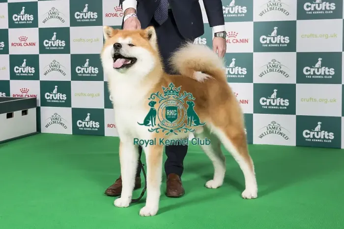 Framed Print : Crufts 2024 - Best of Breed Stacked Sh Ch Dai Kichi Go Shun'you Kensha Owner: Misss Exposito Framed Print : Crufts 2024 - Best of Breed Stacked Sh Ch Dai Kichi Go Shun'you Kensha Owner: Misss Exposito