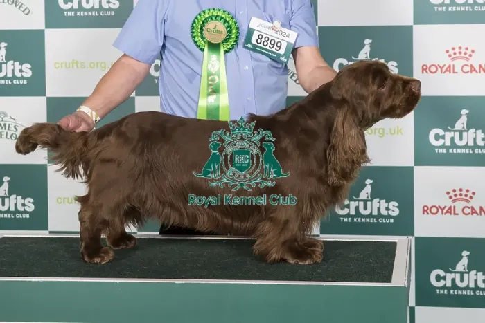 Framed Print : Crufts 2024 Best of Breed Stacked Sh Ch Eald Dances with Wolves among Nyliram JW ShCEx OSW Owner: Mr T Graham Framed Print : Crufts 2024 Best of Breed Stacked Sh Ch Eald Dances with Wolves among Nyliram JW ShCEx OSW Owner: Mr T Graham