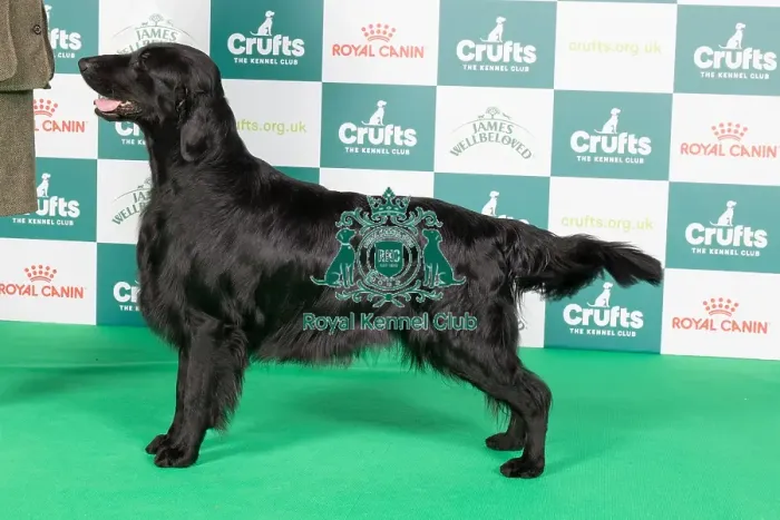 Framed Print : Crufts 2024 Best of Breed Stacked Sh Ch Flatcharm Mayhem Miller Owner: Miss K L Holland Framed Print : Crufts 2024 Best of Breed Stacked Sh Ch Flatcharm Mayhem Miller Owner: Miss K L Holland