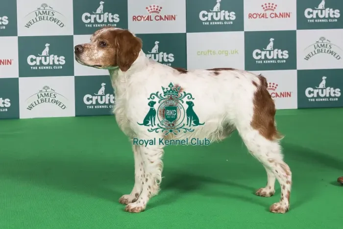 Framed Print : Crufts 2024 Best of Breed Stacked Sh Ch Highclare Only One avec Tailliside (ai) JW Owner: Miss F Cook