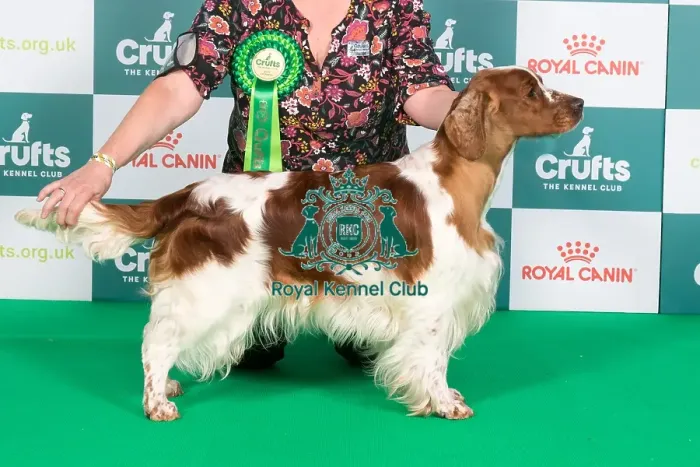 Framed Print : Crufts 2024 Best of Breed Stacked Sh Ch Nyliram Telling Tales JW ShCEx OSW Owner: Mr T Graham