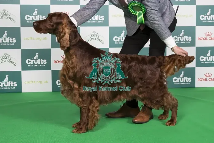 Framed Print : Crufts 2024 Best of Breed Stacked Sh Ch Riverbrue Morning Glory Owners: Mr B A & Miss C Crocker & Lewis Framed Print : Crufts 2024 Best of Breed Stacked Sh Ch Riverbrue Morning Glory Owners: Mr B A & Miss C Crocker & Lewis