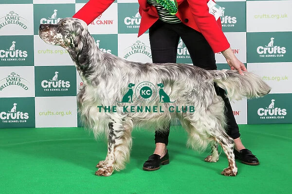 Crufts 2024 Best of Breed Stacked Sh Ch Severnsett Firecracker Owners: Mr N A & Mrs P M Darley