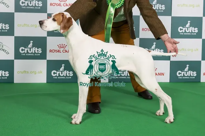Framed Print : Crufts 2024 Best of Breed Stacked Sh Ch Sniperay Edge of Glory JW Owner: Mrs J Radcliffe Framed Print : Crufts 2024 Best of Breed Stacked Sh Ch Sniperay Edge of Glory JW Owner: Mrs J Radcliffe