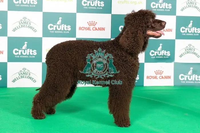 Framed Print : Crufts 2024 Best of Breed Stacked Sh Ch Stanegate Stage Debut (ai) ShCEx Owners: Mrs L A & Mr P Bradley