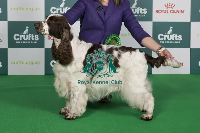 Framed Print : Crufts 2024 Best of Breed Stacked Sh Ch Trimere Tickle Me Fancy Owners: Mr S, Mrs M, Mrs E & Miss G Wildsmith & Brown Framed Print : Crufts 2024 Best of Breed Stacked Sh Ch Trimere Tickle Me Fancy Owners: Mr S, Mrs M, Mrs E & Miss G Wildsmith & Brown