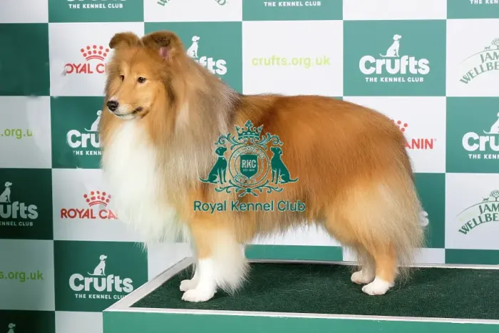 Framed Print : Crufts 2024 Best of Breed stacked Shetland Sheepdog 13595 - Ch Edglonian Golden Graham (Miss D Pearson) Framed Print : Crufts 2024 Best of Breed stacked Shetland Sheepdog 13595 - Ch Edglonian Golden Graham (Miss D Pearson)