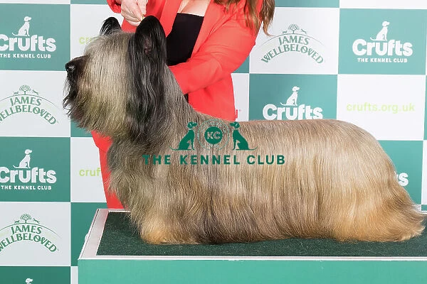 Crufts 2024 Best of Breed Stacked Skye Terrier 15680 - Ch Flanagan Energizer at Feorlig (Imp Svk) (Mrs K F Ryan)