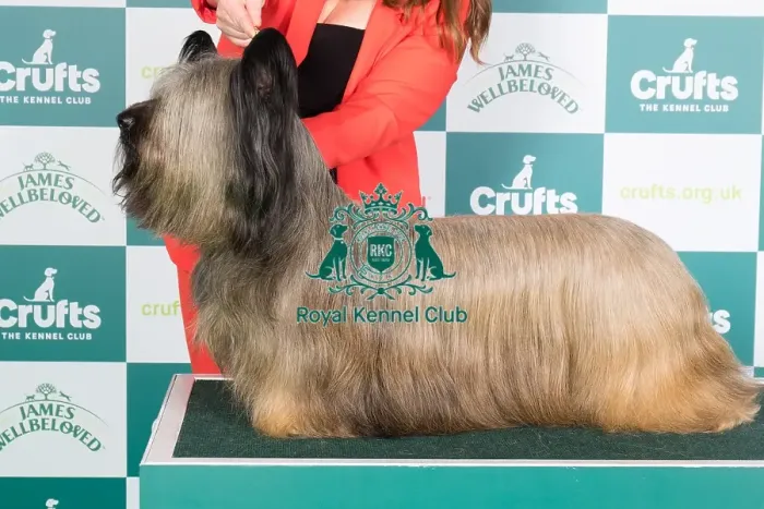Framed Print : Crufts 2024 Best of Breed Stacked Skye Terrier 15680 - Ch Flanagan Energizer at Feorlig (Imp Svk) (Mrs K F Ryan) Framed Print : Crufts 2024 Best of Breed Stacked Skye Terrier 15680 - Ch Flanagan Energizer at Feorlig (Imp Svk) (Mrs K F Ryan)