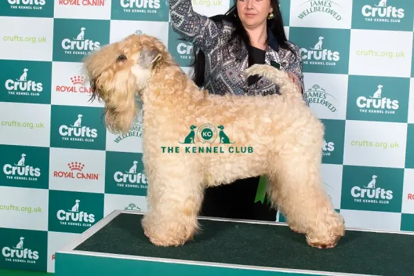 Kennel Club Irish Soft Coated Wheaten Terrier Kennel A Soft Coated
