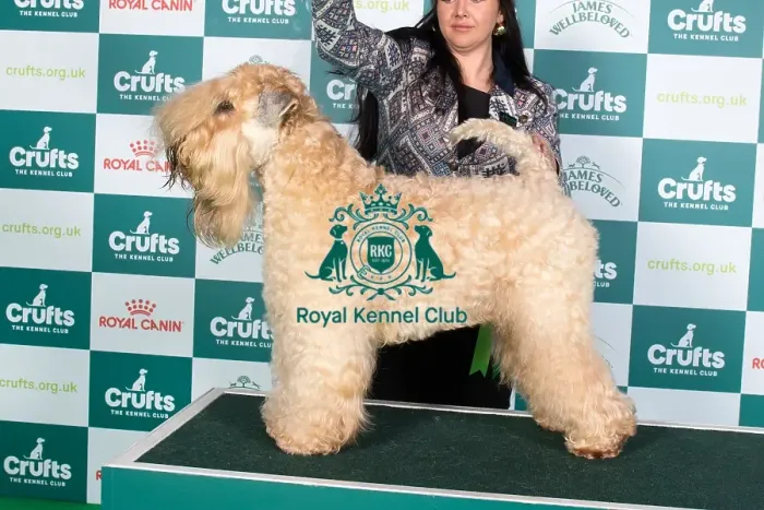Framed Print : Crufts 2024 Best of Breed Stacked Soft Coated Wheaten Terrier 15738 - Ch Celtannia Atlantic Gold (Mr B, Mr D & Miss L Moles, Williams & Dalton)