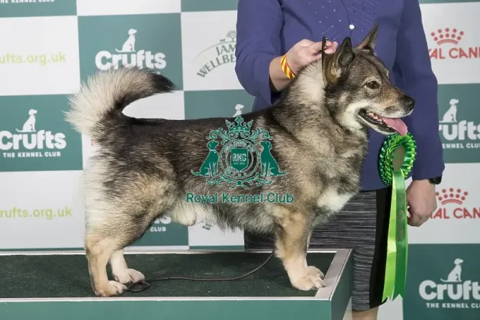 Framed Print : Crufts 2024 Best of Breed stacked Swedish Vallhund 13712 - Eriksfjord Brave Charm (Mr G & Mrss Lee) Framed Print : Crufts 2024 Best of Breed stacked Swedish Vallhund 13712 - Eriksfjord Brave Charm (Mr G & Mrss Lee)