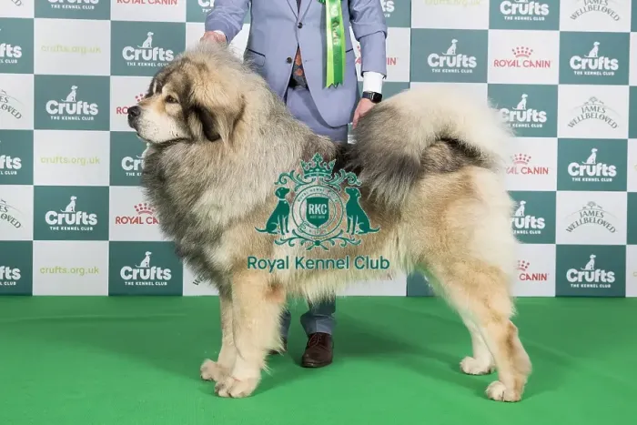 Framed Print : Crufts 2024 Best of Breed Stacked Tibetan Mastiff 11407 - Fr Ch Rongshai Du Domaine De Toundra (Mrss Haeffele) Framed Print : Crufts 2024 Best of Breed Stacked Tibetan Mastiff 11407 - Fr Ch Rongshai Du Domaine De Toundra (Mrss Haeffele)