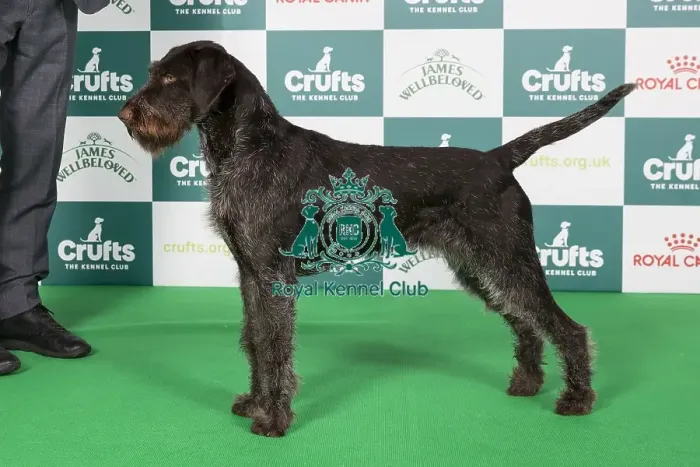 Framed Print : Crufts 2024 Best of Breed Stacked Urvum Arwen Owner: Mr L Cocchi Framed Print : Crufts 2024 Best of Breed Stacked Urvum Arwen Owner: Mr L Cocchi