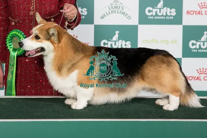 Framed Print : Crufts 2024 Best of Breed stacked Welsh Corgi (Pembroke) 13967 - Multi Ch Aurorus Lunaris Ex Valhalos Sargas (Mrs J Xu) Framed Print : Crufts 2024 Best of Breed stacked Welsh Corgi (Pembroke) 13967 - Multi Ch Aurorus Lunaris Ex Valhalos Sargas (Mrs J Xu)