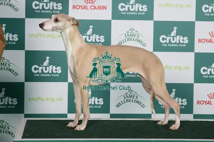 Framed Print : Crufts 2024 Best of Breed Stacked Whippet 18902 - Ch Cornstalk Dream On at Falconcrag (Misss Marston-Pollock)