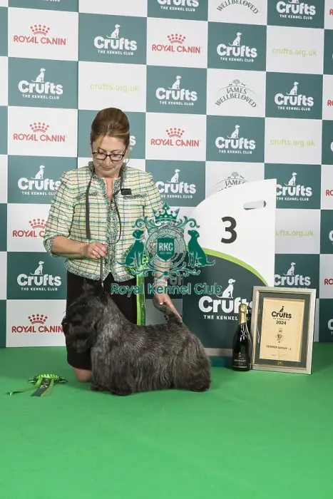 Framed Print : Crufts 2024 Best in Group 3rd place Terrier Scottish Terrier 15541 - Am Gch Kriscots He's A Rebel at De La Pomme, Breed: Scottish Terrier (Ms P, Mrs V, Mrs H, Ms D & Miss R Jaruthavee, Huber, Krisko, Cross & Cross) Framed Print : Crufts 2024 Best in Group 3rd place Terrier Scottish Terrier 15541 - Am Gch Kriscots He's A Rebel at De La Pomme, Breed: Scottish Terrier (Ms P, Mrs V, Mrs H, Ms D & Miss R Jaruthavee, Huber, Krisko, Cross & Cross)