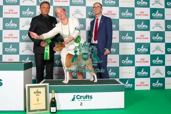 Framed Print : Crufts 2024 Best in Group Hound 2nd Place Basenji Se / dkk / no / hr / int Ch Naslediye Etera Atlas Holding Thes Euw 22 Euw 23 Owner: Mrs E Prahl