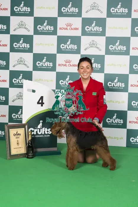 Framed Print : Crufts 2024 Best in Group Terrier 4th Place Welsh Terrier 16146 - Ch Perrisblu The Phantom, Breed: Welsh Terrier (Ms C Cole) Framed Print : Crufts 2024 Best in Group Terrier 4th Place Welsh Terrier 16146 - Ch Perrisblu The Phantom, Breed: Welsh Terrier (Ms C Cole)