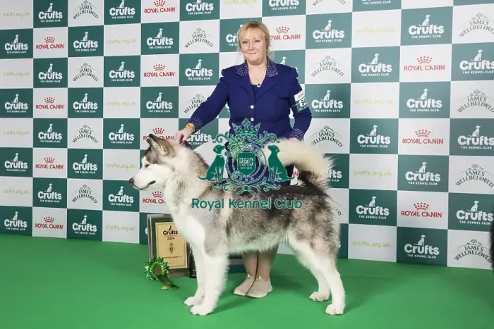 Framed Print : Crufts 2024 Best in Group Working stacked Alaskan Malamute 4th place 9483 - Ch Chayo Vasilisa (Mrss Ellis-Payne)