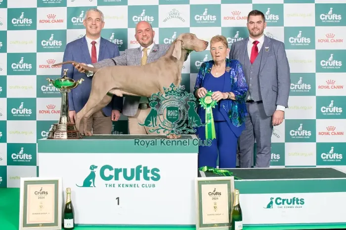 Framed Print : Crufts 2024 Best in Gundog Group Weimaraner 1st place Sh Ch Gunalt Hendricks Owners: Messrs D R & G A Alcorn & Ingram Gundog Group 1 Framed Print : Crufts 2024 Best in Gundog Group Weimaraner 1st place Sh Ch Gunalt Hendricks Owners: Messrs D R & G A Alcorn & Ingram Gundog Group 1