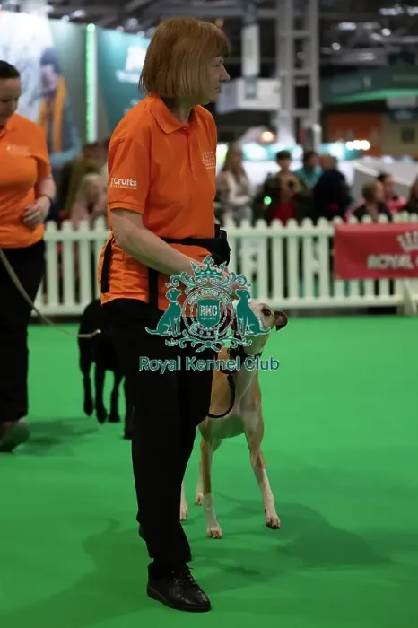Framed Print : CRUFTS 2024- Thursday Framed Print : CRUFTS 2024- Thursday
