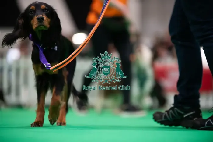 Framed Print : CRUFTS 2024- Thursday Framed Print : CRUFTS 2024- Thursday
