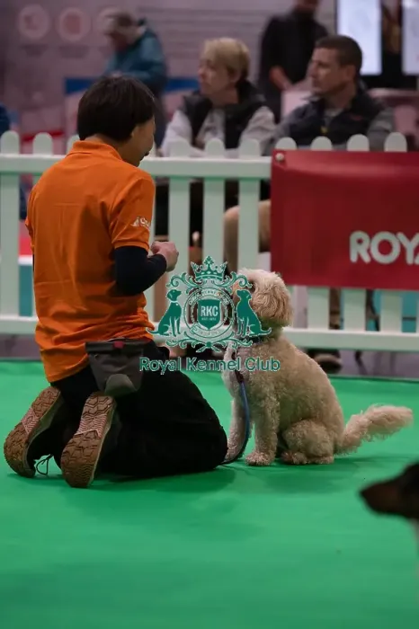 Framed Print : CRUFTS 2024- Thursday