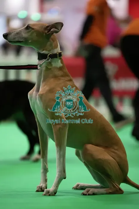 Framed Print : CRUFTS 2024- Thursday Framed Print : CRUFTS 2024- Thursday