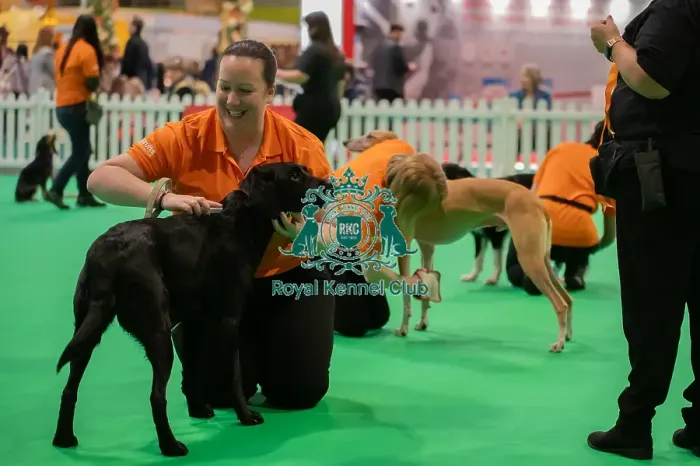 Framed Print : CRUFTS 2024- Thursday Framed Print : CRUFTS 2024- Thursday