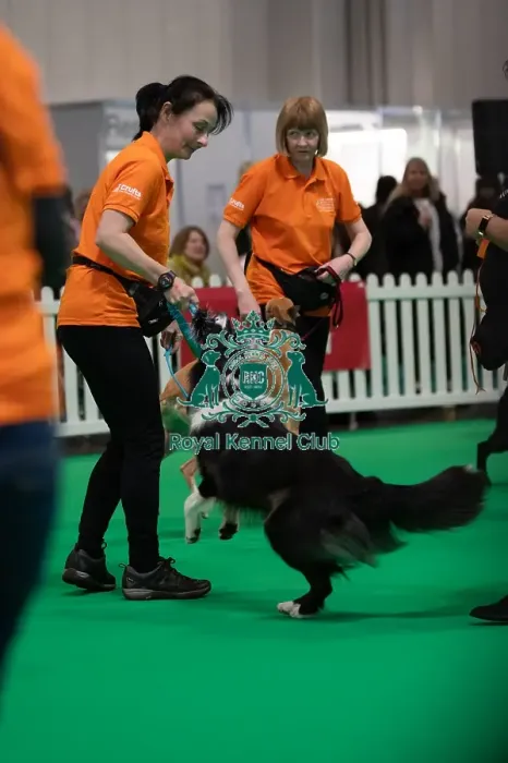 Framed Print : CRUFTS 2024- Thursday Framed Print : CRUFTS 2024- Thursday