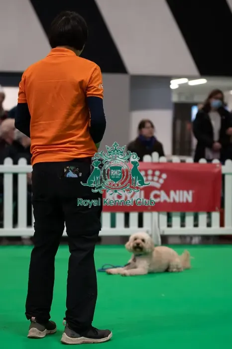 Framed Print : CRUFTS 2024- Thursday Framed Print : CRUFTS 2024- Thursday
