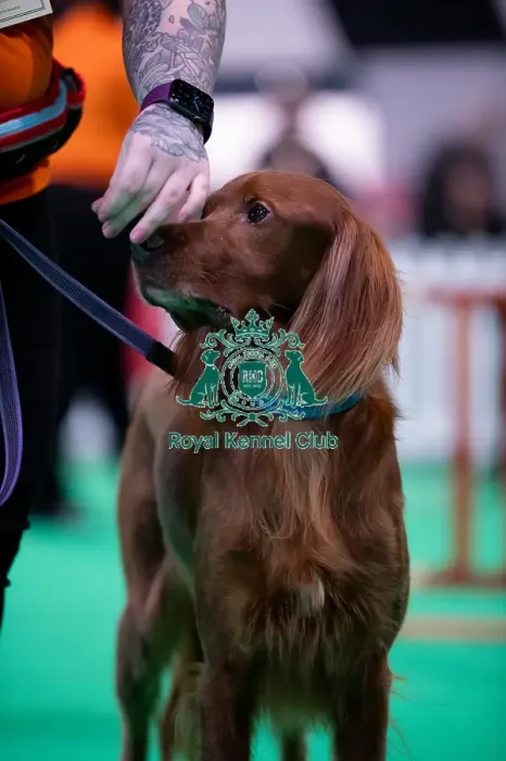 Framed Print : CRUFTS 2024- Thursday Framed Print : CRUFTS 2024- Thursday